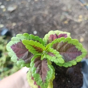 Coleus Talavera Sienna Live Plant Plug - 3 inch, Annual, Shade Tolerant - Image 1