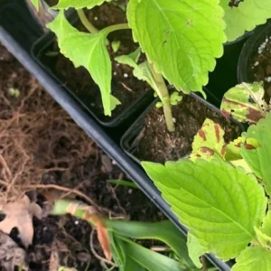 Coleus Versa Lime Live Plant Plug - 1 Plant, Vibrant Green Foliage - Image 2