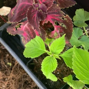 Coleus Versa Lime Live Plant Plug - 1 Plant, Vibrant Green Foliage - Image 3