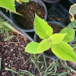 Coleus Versa Lime Live Plant Plug - 1 Plant, Vibrant Green Foliage - Image 1
