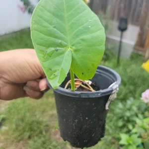 Colocasia gigantea Thailand Giant Elephant Ear Live Plant - Potted, Huge Foliage - Image 2