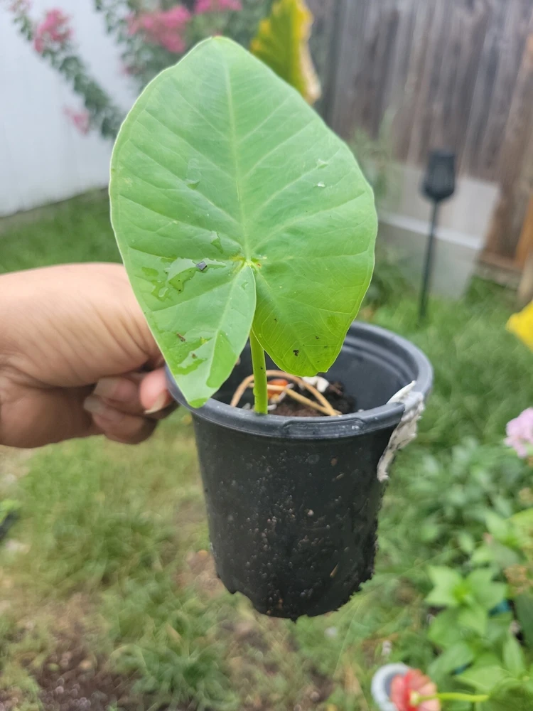 Colocasia gigantea Thailand Giant Elephant Ear Live Plant - Potted, Huge Foliage - Image 2