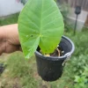 Colocasia gigantea Thailand Giant Elephant Ear Live Plant - Potted, Huge Foliage - Image 1