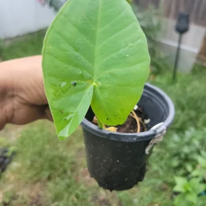 Colocasia gigantea Thailand Giant Elephant Ear Live Plant - Potted, Huge Foliage - Image 1