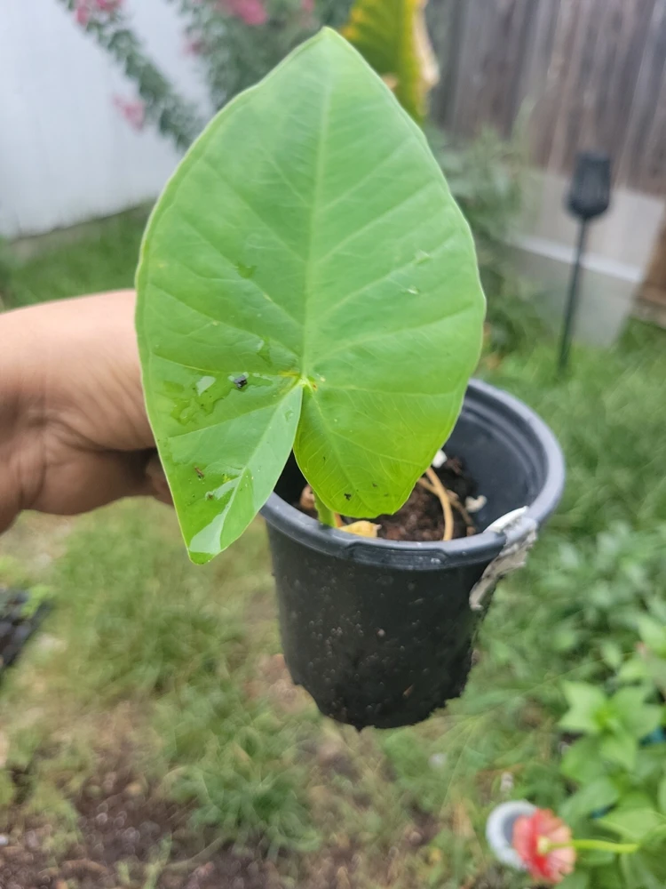 Colocasia gigantea Thailand Giant Elephant Ear Live Plant - Potted, Huge Foliage - Image 1