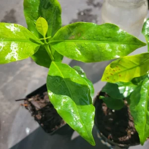 Colombian Coffee Live Plant 3