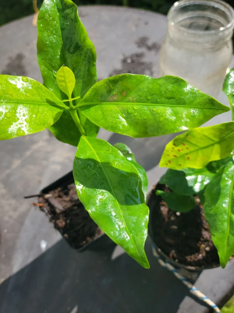 Colombian Coffee Live Plant 3" - Indoor & Outdoor Air Purifying - Image 2