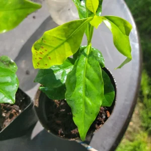 Colombian Coffee Live Plant 3