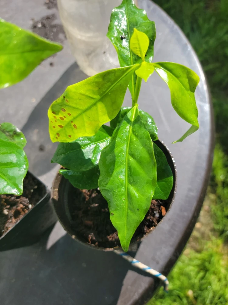 Colombian Coffee Live Plant 3" - Indoor & Outdoor Air Purifying - Image 3