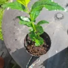 Colombian Coffee Live Plant 3" - Indoor & Outdoor Air Purifying - Image 1