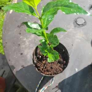 Colombian Coffee Live Plant 3