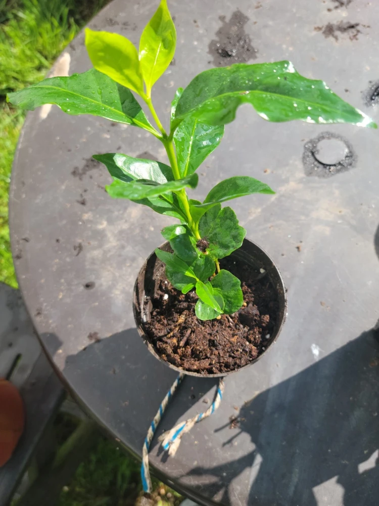 Colombian Coffee Live Plant 3" - Indoor & Outdoor Air Purifying - Image 1