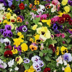 Colorful Pansy Live Plant – 4