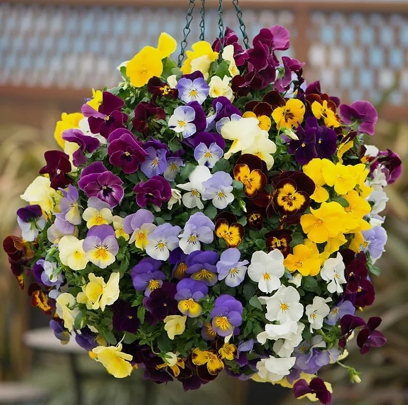 Colorful Pansy Live Plant – 4" Pot – Vibrant Violas for Gardens & Containers - Image 4