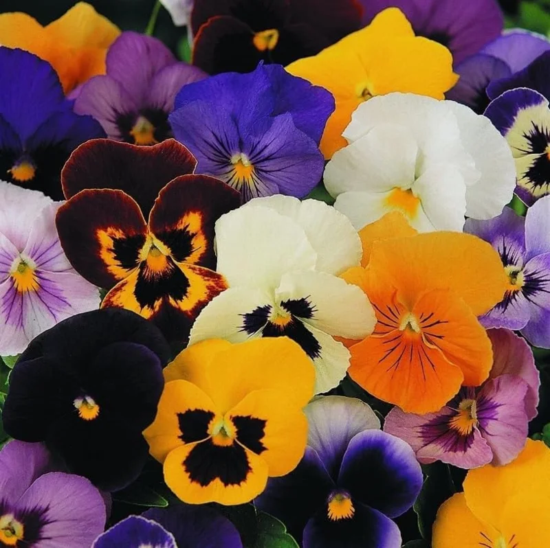 Colorful Pansy Live Plant – 4" Pot – Vibrant Violas for Gardens & Containers - Image 5