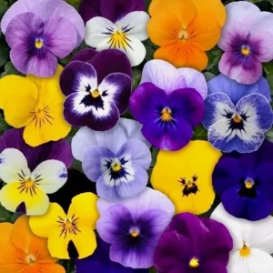 Colorful Pansy Live Plant – 4