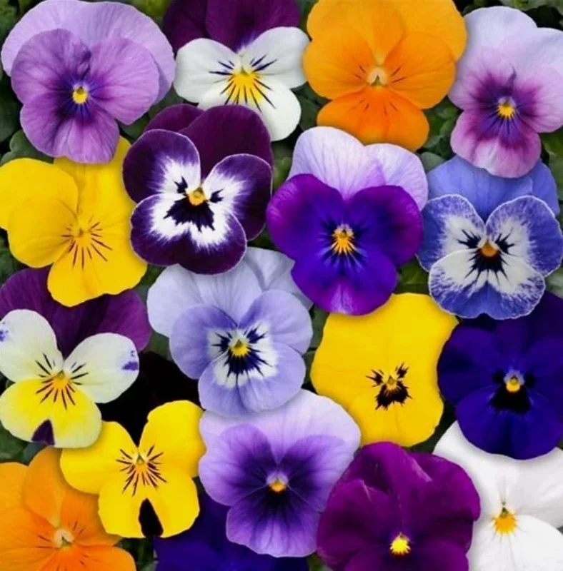 Colorful Pansy Live Plant – 4" Pot – Vibrant Violas for Gardens & Containers - Image 6