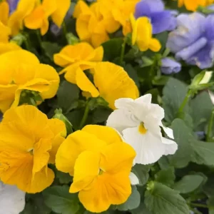 Colorful Pansy Live Plant – 4
