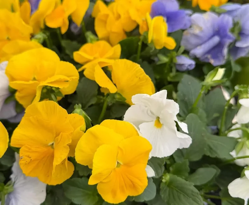 Colorful Pansy Live Plant – 4" Pot – Vibrant Violas for Gardens & Containers - Image 7