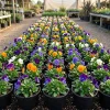 Colorful Pansy Live Plant – 4" Pot – Vibrant Violas for Gardens & Containers - Image 1