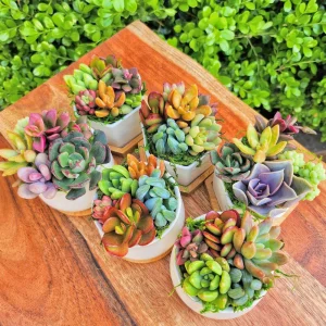 Colorful Succulent Arrangement - 5 Mini Plants in 2.75