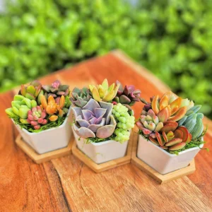 Colorful Succulent Arrangement - 5 Mini Plants in 2.75