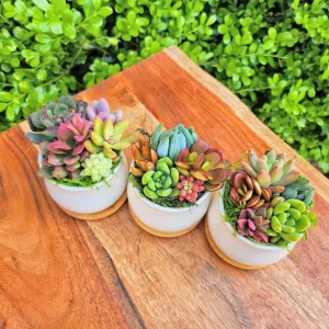 Colorful Succulent Arrangement - 5 Mini Plants in 2.75