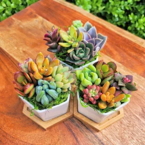 Colorful Succulent Arrangement - 5 Mini Plants in 2.75