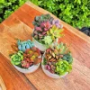 Colorful Succulent Arrangement - 5 Mini Plants in 2.75" Ceramic Pot - Image 1