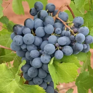 Concord Grape Live Plant for Planting - Sweet Grapevine, Bare Root 6-12