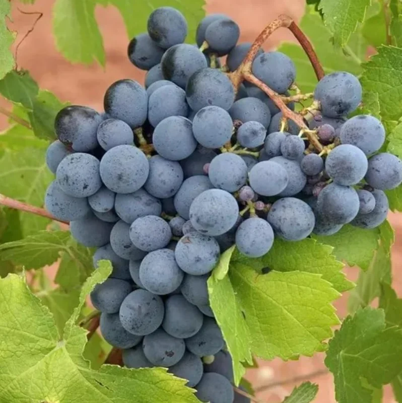 Concord Grape Live Plant for Planting - Sweet Grapevine, Bare Root 6-12" Tall, Zone 5-9 - Image 6