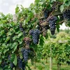 Concord Grape Live Plant for Planting - Sweet Grapevine, Bare Root 6-12" Tall, Zone 5-9 - Image 1