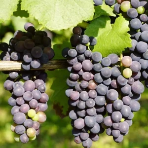 Concord Grape Vine Live Plant - Sweet Purple Blue Grapes, 6-12
