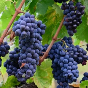 Concord Grape Vine Live Plant - Sweet Purple Blue Grapes, 6-12