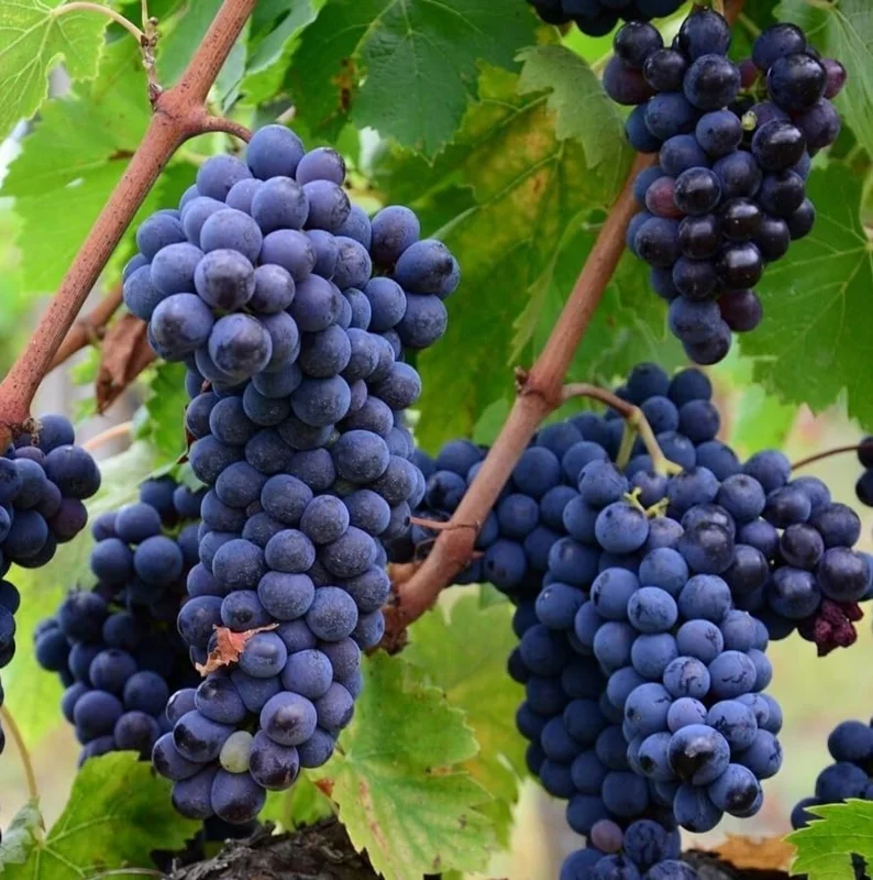 Concord Grape Vine Live Plant - Sweet Purple Blue Grapes, 6-12" Dormant - Image 4