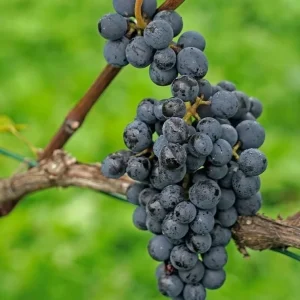 Concord Grape Vine Live Plant - Sweet Purple Blue Grapes, 6-12