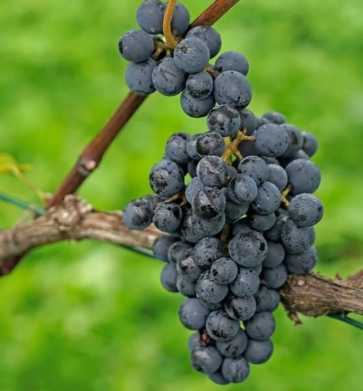 Concord Grape Vine Live Plant - Sweet Purple Blue Grapes, 6-12" Dormant - Image 6
