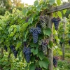 Concord Grape Vine Live Plant - Sweet Purple Blue Grapes, 6-12" Dormant - Image 1