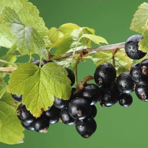 Consort Black Currant Live Plant, 6-12" Dormant Shrub, Cold Hardy, Zone 3-8 - Image 2