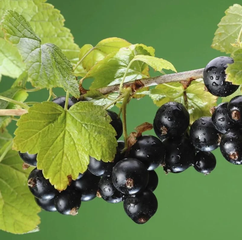 Consort Black Currant Live Plant, 6-12" Dormant Shrub, Cold Hardy, Zone 3-8 - Image 2