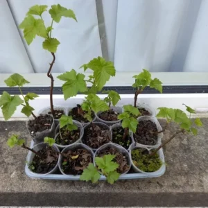 Consort Black Currant Live Plant, 6-12