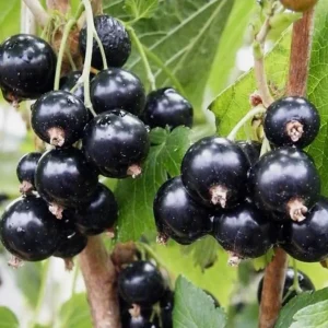 Consort Black Currant Live Plant, 6-12