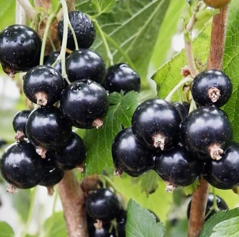 Consort Black Currant Live Plant, 6-12" Dormant Shrub, Cold Hardy, Zone 3-8 - Image 5