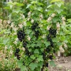 Consort Black Currant Live Plant, 6-12" Dormant Shrub, Cold Hardy, Zone 3-8 - Image 1