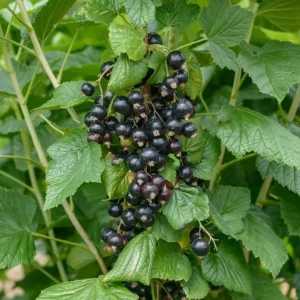 Consort Black Currant Live Plant - Cold Hardy Fruiting Shrub 6-12