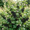 Consort Black Currant Live Plant - Cold Hardy Fruiting Shrub 6-12" Tall - Image 1