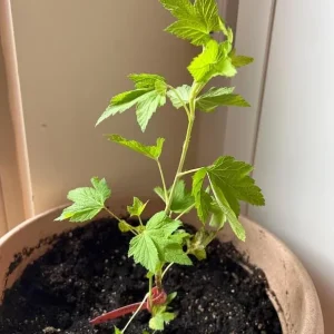 Consort Black Currant Live Plant - Cold Hardy Fruiting Shrub 6-12