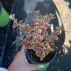 Coprosma Rainbow Surprise Mirror Plant – Live Plant – 6 Inch Pot – Indoor/Outdoor - Image 1