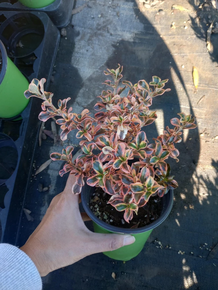 Coprosma Rainbow Surprise Mirror Plant – Live Plant – 6 Inch Pot – Indoor/Outdoor - Image 1