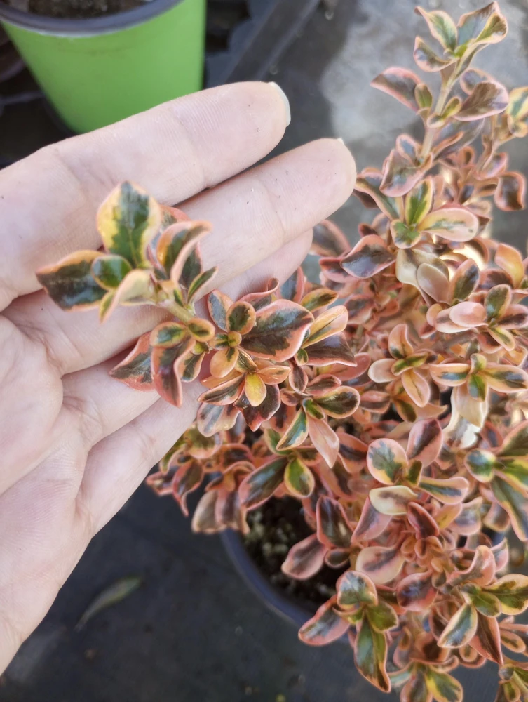 Coprosma Rainbow Surprise Mirror Plant – Live Plant – 6 Inch Pot – Indoor/Outdoor - Image 2